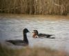 Red-breasted Goose