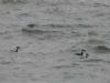 Slavonian Grebe