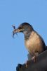 Rose-coloured Starling