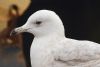 Iceland Gull