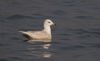 Iceland Gull