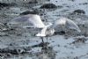 Iceland Gull