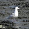 Iceland Gull