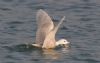 Iceland Gull