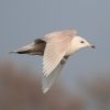 Iceland Gull