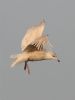 Iceland Gull