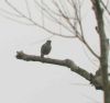 Black Redstart