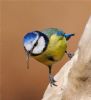 Blue Tit