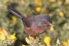 Dartford Warbler