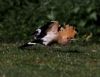 Hoopoe