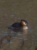 Great Crested Grebe