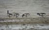 Light-bellied Brent Goose