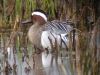 Garganey