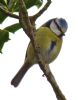 Blue Tit