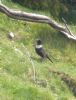 Ring Ouzel