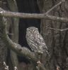 Little Owl