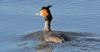 Great Crested Grebe