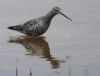 Spotted Redshank