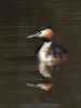 Great Crested Grebe