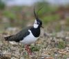 Lapwing