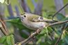 Goldcrest