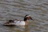 Garganey