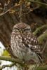 Little Owl