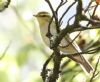 Wood Warbler