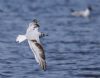 Little Gull