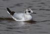 Little Gull