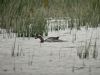 Garganey