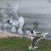 Mediterranean Gull