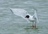 Mediterranean Gull