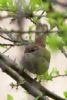 Cetti's Warbler