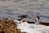 Sanderling