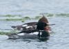 Red-breasted Merganser