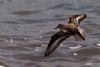 Sanderling