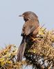 Dartford Warbler