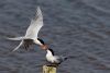 Common Tern