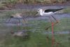 Black-winged Stilt