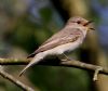 Spotted Flycatcher