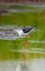 Black-winged Stilt