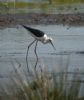 Black-winged Stilt