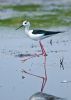 Black-winged Stilt