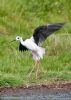 Black-winged Stilt