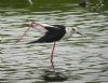 Black-winged Stilt