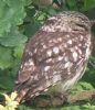 Little Owl