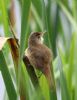 Reed Warbler