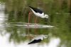 Black-winged Stilt