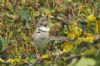 Whitethroat